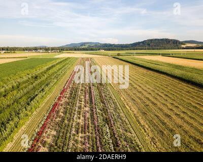 Immagine drone aerea di campi con diversa crescita del raccolto basata in linea di principio della policultura e della permacultura - un'agricoltura sana metodo di ecosistema Foto Stock