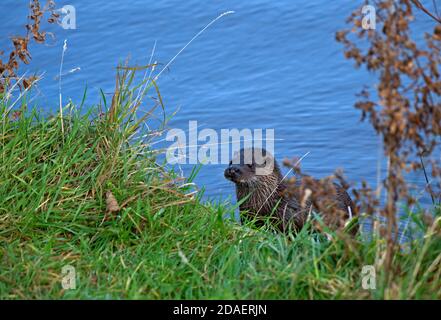 Dunsapie Loch, Holyrood Park, Edimburgo, Scozia, Regno Unito. 12 novembre 2020. Young Male Otter per la sua visita al Dunsapie Loch in Holyrood Park, dove sembra essere la cattura di piccoli pesci da mangiare e incoraggiare il suo ritorno, oltre ad attirare i visitatori a vedere le sue antiche. Foto Stock