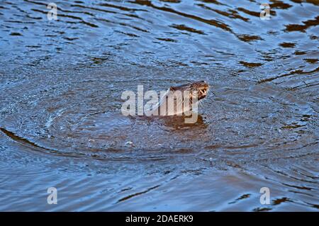 Dunsapie Loch, Holyrood Park, Edimburgo, Scozia, Regno Unito. 12 novembre 2020. Young Male Otter per la sua visita al Dunsapie Loch in Holyrood Park, dove sembra essere la cattura di piccoli pesci da mangiare e incoraggiare il suo ritorno, oltre ad attirare i visitatori a vedere le sue antiche. Foto Stock