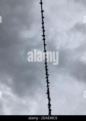 piccioni appollaiati in una fila su un filo contro a. sfondo grigio nuvoloso Foto Stock