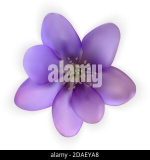 Fiore di bluebell naturalistico colorato. snowdrop . Illustrazione Foto Stock