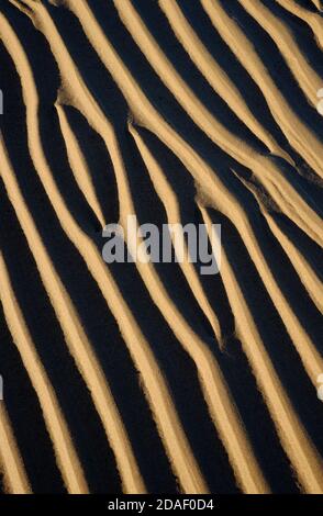 ondate di sabbia bagnata, spiaggia di holkham, norfolk settentrionale, inghilterra Foto Stock