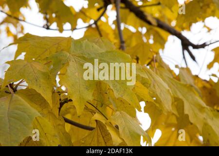 Foglie di acero in autunno su rami di albero. Lussureggiante fogliame Foto Stock