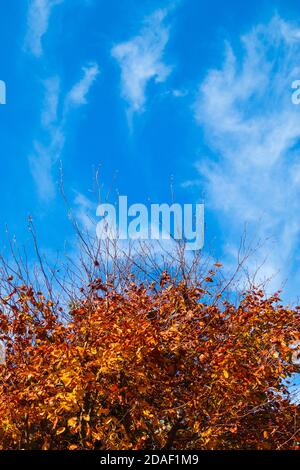 Spettacolare visualizzazione di Cirrus Cloud su un luminoso e Sunny Novembre mattina nel sud-est dell'Inghilterra Foto Stock