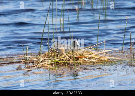 Coot (Fulica cristata) Riserva Naturale di Vrolijkheid, McGregor, Capo Occidentale, Sud Africa Foto Stock