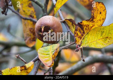 Il frutto di un medlar Nottingham (Mespilus germanica Nottingham) in un albero in autunno Foto Stock