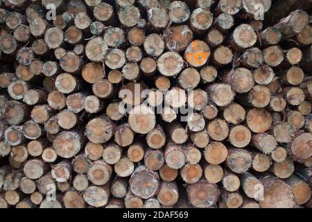 Gestione forestale in Polonia, Foto Stock