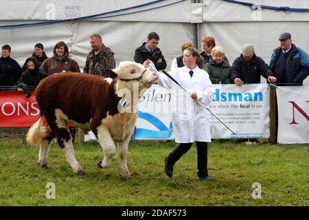 Ayr Agricultural Cattle Show, Ayrshire Scotland. La mostra annuale presenta bestiame e concorsi Foto Stock