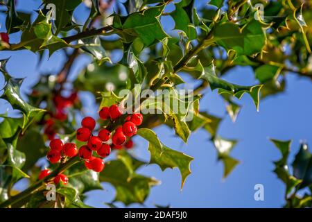 Primo piano di mazzo di bacche rosse e foglie verdi su albero agile Foto Stock