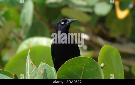 Carib Grackle Quiscale lugubris sedette tra foglie di uva di mare, uccello nero tropicale Foto Stock