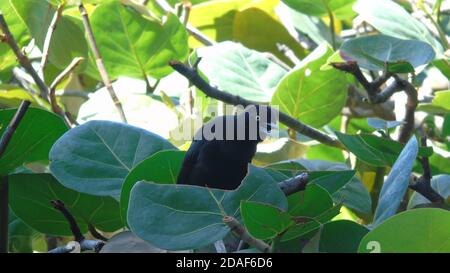 Carib Grackle Quiscale lugubris sedette tra foglie di uva di mare, uccello nero tropicale Foto Stock