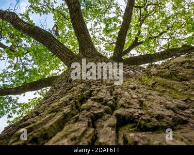 Old Massive Oak Tree(Quercus robur) Nella molla - Vista ad angolo basso Foto Stock