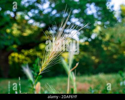 Orecchio di erba che oscilla nel vento - sullo sfondo alberi e arbusti sfocati Foto Stock