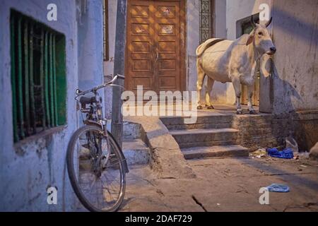 Varanasi, India, dicembre 2015. Una mucca sacra in una strada cittadina. Foto Stock