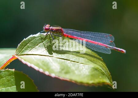 Red Damselfly Dragonfly su Green Leaf Foto Stock