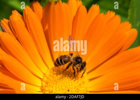 WASP che si nuoce ai fiori gialli e arancioni Foto Stock