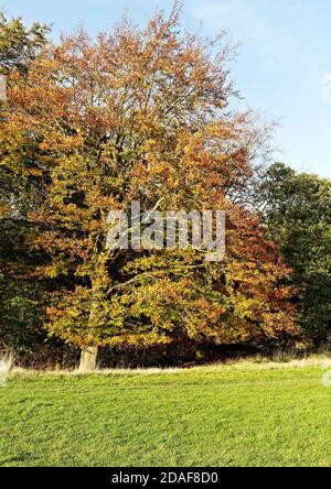 Il bagliore dorato delle foglie di faggi in un giorno luminoso all'inizio di novembre mostra la bellezza dell'autunno nel Nord Norfolk. Foto Stock