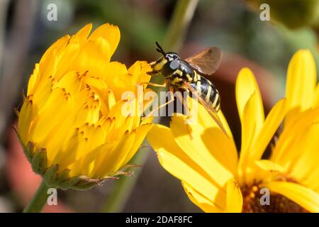 Hoverfly nero e giallo che poggia e si nuoce ai Fiori gialli Foto Stock