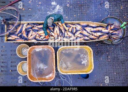 Neustadt Glewe, Germania. 11 Nov 2020. I pescatori di Lewitz smistano e pesano le carpe in uno degli stagni della riserva naturale del Meclemburgo a Lewitz. Con 750 ettari, il più grande complesso di laghetti della Germania settentrionale si prepara per il business delle vacanze alla fine dell'anno e pesca il pesce dagli stagni di allevamento. Solo presso la Lewitz Fisch, a sud di Schwerin, sono cresciuti 50,000 animali. (Vista aerea con un drone) Credit: Jens Büttner/dpa-Zentralbild/ZB/dpa/Alamy Live News Foto Stock