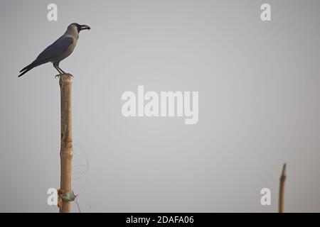 Varanasi, India, dicembre 2015. Un corvo su un palo. Foto Stock