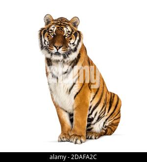 Tiger seduto fissando la macchina fotografica, isolato su bianco Foto Stock