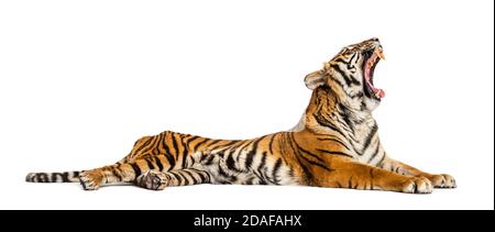 Tigre ruggente che giace in giù isolato su bianco Foto Stock