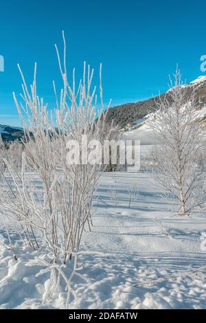 Alberi ricoperti di brina in un paesaggio invernale vicino a Samedan in Engadina, Grigioni, Svizzera Foto Stock