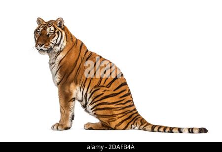 Vista del profilo di una tigre seduto e guardando via Foto Stock