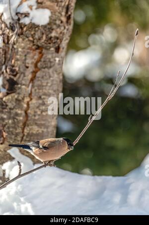 Femmina Bullfinch (Gimpel), (Pirrhula pirrhula) in inverno, Germania Foto Stock