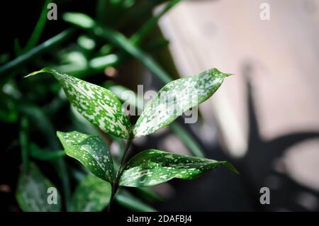 Dracaena surcurosa Lindl, polvere d'oro dracaena o Spotted Dracaena Plant Foto Stock