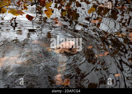 Donna che indossa un abito, all'interno dell'acqua in un giorno d'autunno Foto Stock
