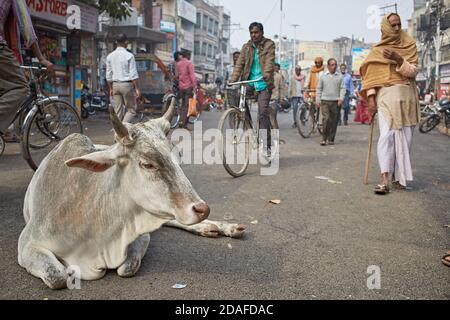 Varanasi, India, dicembre 2015. Una mucca sacra in una strada cittadina. Foto Stock
