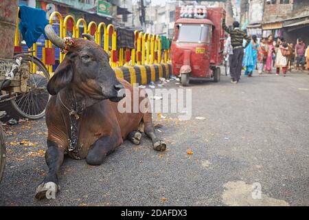 Varanasi, India, dicembre 2015. Una mucca sacra in una strada cittadina. Foto Stock
