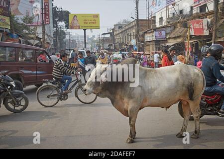 Varanasi, India, dicembre 2015. Una mucca sacra in una strada cittadina. Foto Stock