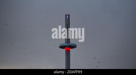 Brighton UK 12 novembre 2020 - i gabbiani si affollano intorno alla torre di osservazione di Brighton i360 mentre una giornata di sole si conclude con un tramonto sommersa: Credit Simon Dack / Alamy Live News Foto Stock