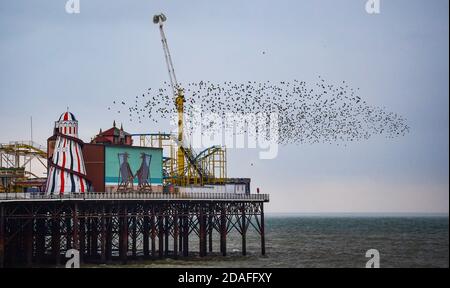 Brighton UK 12 novembre 2020 - gli Starlings passano attraverso il loro murmination quotidiano sopra il molo di Brighton Palace mentre una giornata di sole si conclude con un tramonto subded: Credit Simon Dack / Alamy Live News Foto Stock