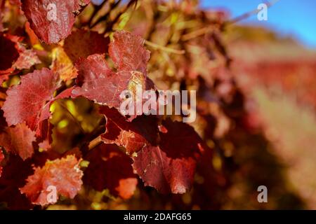 Autunno pieno di colori. Vecchio vigneto. Colline sopra la città di Pezinok, Slovacchia. Foto Stock