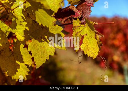 Autunno pieno di colori. Vecchio vigneto. Colline sopra la città di Pezinok, Slovacchia. Foto Stock