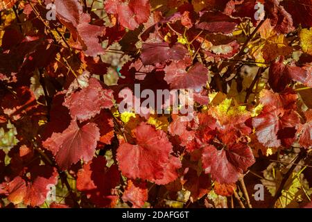 Autunno pieno di colori. Vecchio vigneto. Colline sopra la città di Pezinok, Slovacchia. Foto Stock
