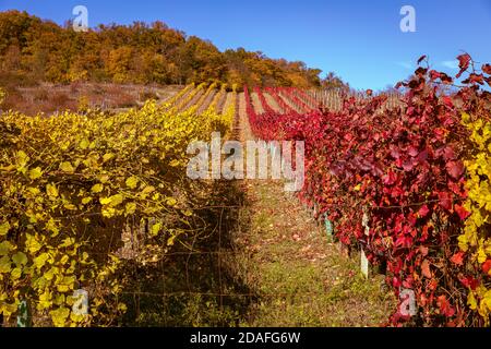 Autunno pieno di colori. Vecchio vigneto. Colline sopra la città di Pezinok, Slovacchia. Foto Stock