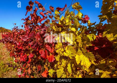 Autunno pieno di colori. Vecchio vigneto. Colline sopra la città di Pezinok, Slovacchia. Foto Stock