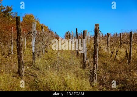 Autunno pieno di colori. Vecchio vigneto. Colline sopra la città di Pezinok, Slovacchia. Foto Stock