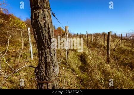 Autunno pieno di colori. Vecchio vigneto. Colline sopra la città di Pezinok, Slovacchia. Foto Stock