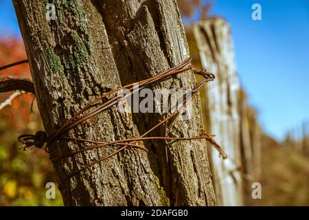 Autunno pieno di colori. Vecchio vigneto. Colline sopra la città di Pezinok, Slovacchia. Foto Stock