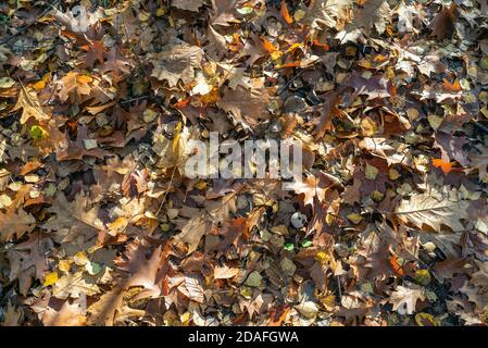 Faggeta in autunno, stagione autunnale. Foglie marroni a terra. Raggi di sole dagli alberi. Foresta mistica in Slesia, Polonia. Foto Stock