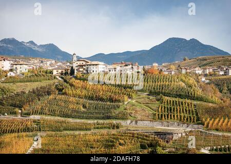 Frutteto di mele soleggiato (Golden Delicious Apple) in autunno, Terres villaggio, Val di non, Trentino-Alto Adige, provincia di Trento, Italia, Europa meridionale. Foto Stock