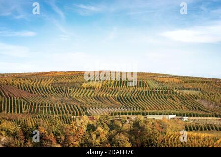 Frutteto di mele soleggiato in autunno, Val di non, Trentino-Alto Adige, provincia di Trento, Italia, Sud Europa. Foto Stock