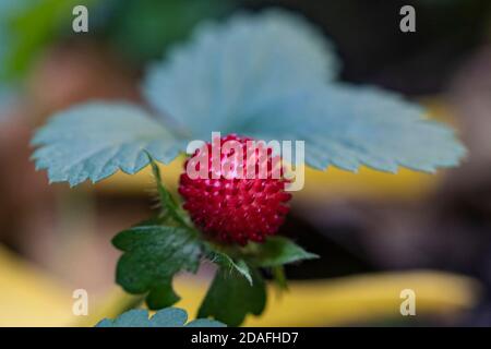 Un primo piano di una fragola indiana matura, Mosca, Russia Foto Stock