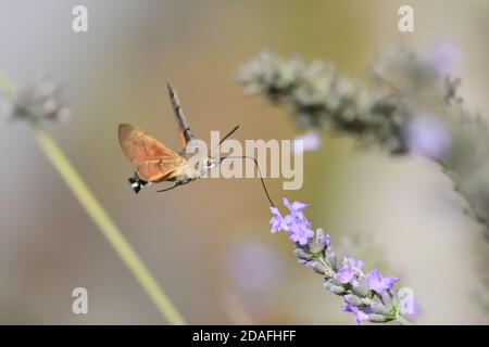 Macro fotografia di un esemplare isolato di falco-falco di colibrì (Macroglossum stellatarum), della famiglia degli Sphingidae, una falena che si nutre di volare Foto Stock