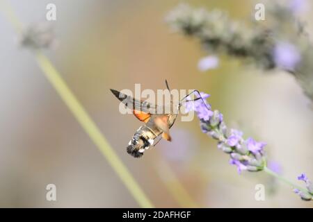 Macro fotografia di un esemplare isolato di falco-falco di colibrì (Macroglossum stellatarum), della famiglia degli Sphingidae, una falena che si nutre di volare Foto Stock